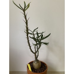 Pachypodium succulentum n°5