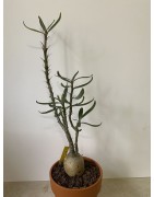 Pachypodium succulentum n°5