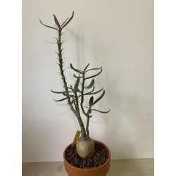 Pachypodium succulentum n°5