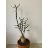 Pachypodium succulentum n°5