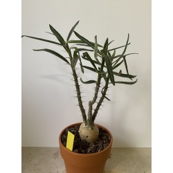 Pachypodium succulentum n°6