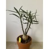 Pachypodium succulentum n°6