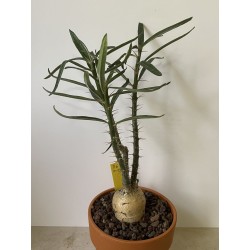 Pachypodium succulentum n°6