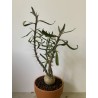 Pachypodium succulentum n°8
