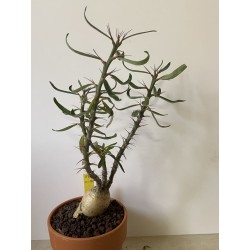 Pachypodium succulentum n°8