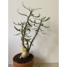 Pachypodium succulentum n°8