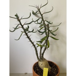 Pachypodium succulentum n°8