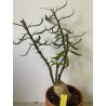 Pachypodium succulentum n°8