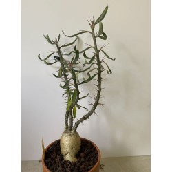 Pachypodium succulentum n°8