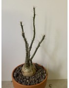 Pachypodium succulentum n°10