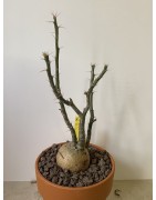 Pachypodium succulentum n°10