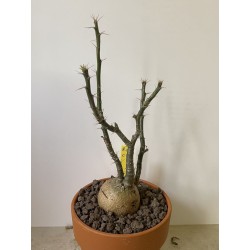 Pachypodium succulentum n°10