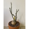Pachypodium succulentum n°10
