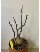 Pachypodium succulentum n°10