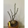 Pachypodium succulentum n°10