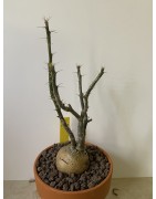 Pachypodium succulentum n°10