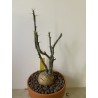 Pachypodium succulentum n°10