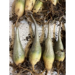 Gerrardanthus macrorhizus - Circonférence entre 8/12 cm