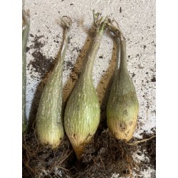 Gerrardanthus macrorhizus - Circonférence entre 13/15 cm