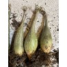 Gerrardanthus macrorhizus - Circonférence entre 13/15 cm