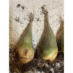 Gerrardanthus macrorhizus - Circonférence entre 18/19 cm