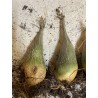 Gerrardanthus macrorhizus - Circonférence entre 18/19 cm