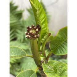 Rare ! Frangipanier "Mystique" - 3 branches en boutons