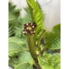 Rare ! Frangipanier "Mystique" - 3 branches en boutons