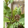 Rare ! Frangipanier "Mystique" - 3 branches en boutons