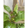 Rare ! Frangipanier "Mystique" - 3 branches en boutons