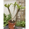 Rare ! Frangipanier "Mystique" - 3 branches en boutons