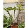 Rare ! Frangipanier "Mystique" - 3 branches en boutons
