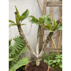 Rare ! Frangipanier "Mystique" - 3 branches en boutons