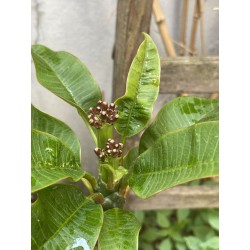 Rare ! Frangipanier "Mystique" - 3 branches en boutons