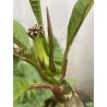 Rare ! Frangipanier "Synchronicity" - 5 branches en boutons