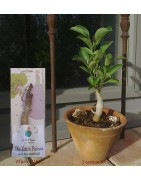 Arrivage !  2 jeunes baobabs (digitata) de 2 ans - Petit Prince + graines