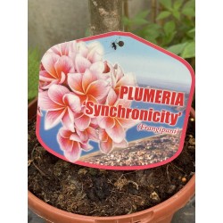 Rare ! Frangipanier "Synchronicity" - 5 branches en boutons
