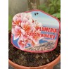 Rare ! Frangipanier "Synchronicity" - 5 branches en boutons