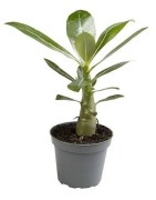 Mini-baobab chacal botanique (adenium obesum) de 2 ans