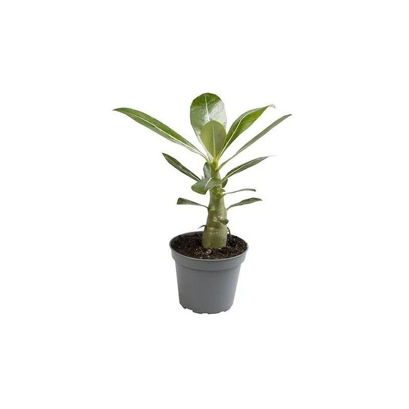 Mini-baobab chacal botanique (adenium obesum) de 2 ans Mini-baobab chacal botanique (adenium obesum) de 2 ans