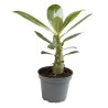 Mini-baobab chacal botanique (adenium obesum) de 2 ans