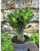 ARRIVAGE : lot de 2 Baobab chacal (adenium obesum) de 4 ans