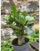 ARRIVAGE : lot de 2 Baobab chacal (adenium obesum) de 4 ans
