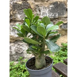 ARRIVAGE : lot de 2 Baobab chacal (adenium obesum) de 4 ans