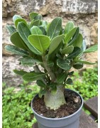 ARRIVAGE : lot de 2 Baobab chacal (adenium obesum) de 4 ans