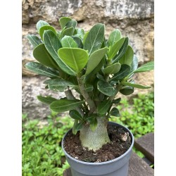 ARRIVAGE : lot de 2 Baobab chacal (adenium obesum) de 4 ans