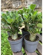 ARRIVAGE : lot de 2 Baobab chacal (adenium obesum) de 4 ans