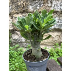 ARRIVAGE : Baobab chacal (adenium obesum) de 4 ans