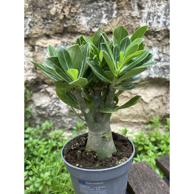ARRIVAGE : Baobab chacal (adenium obesum) de 4 ans ARRIVAGE : Baobab chacal (adenium obesum) de 4 ans