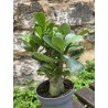 ARRIVAGE : Baobab chacal (adenium obesum) de 4 ans